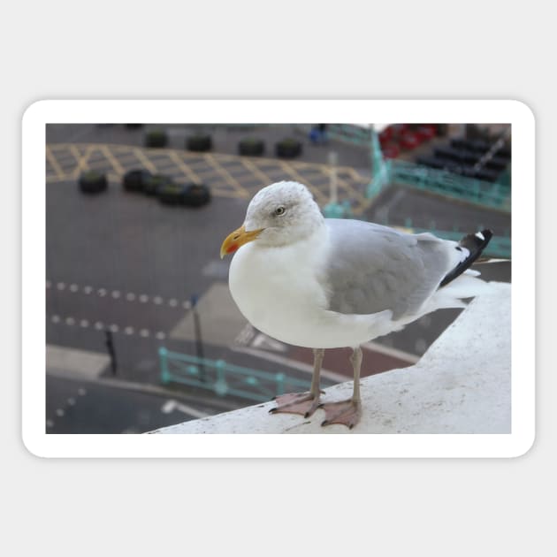 A European Herring Gull Sticker by pinkal